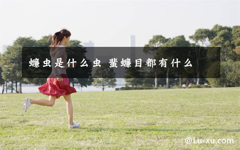 蠊虫是什么虫 蜚蠊目都有什么