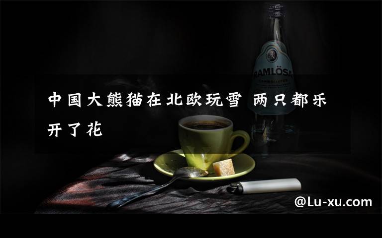 中国大熊猫在北欧玩雪 两只都乐开了花