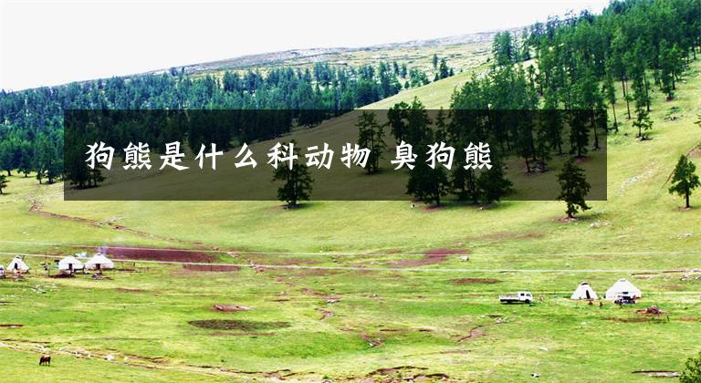 狗熊是什么科动物 臭狗熊