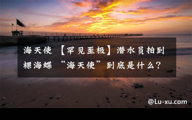 海天使 【罕见至极】潜水员拍到裸海蝶 “海天使”到底是什么？