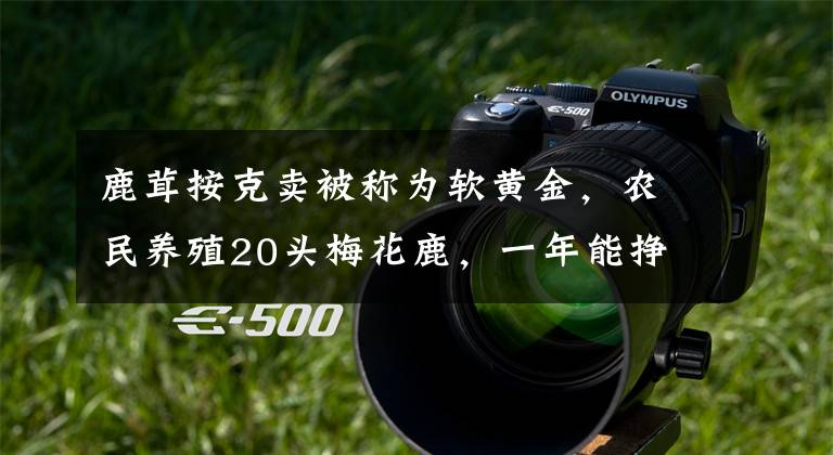 鹿茸按克卖被称为软黄金，农民养殖20头梅花鹿，一年能挣多少钱