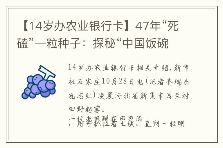 【14岁办农业银行卡】47年“死磕”一粒种子：探秘“中国饭碗”背后的小麦育种人