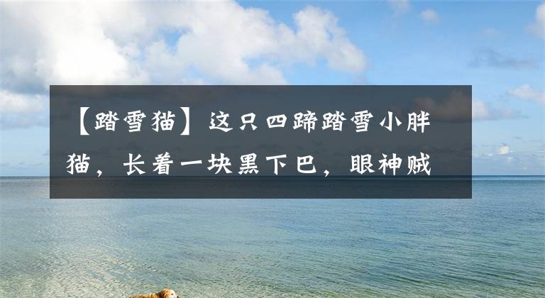 【踏雪猫】这只四蹄踏雪小胖猫，长着一块黑下巴，眼神贼溜溜，满脸透着机灵