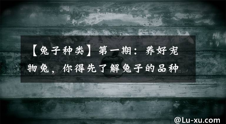 【兔子种类】第一期：养好宠物兔，你得先了解兔子的品种