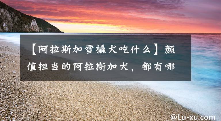 【阿拉斯加雪橇犬吃什么】颜值担当的阿拉斯加犬，都有哪些优缺点呢？