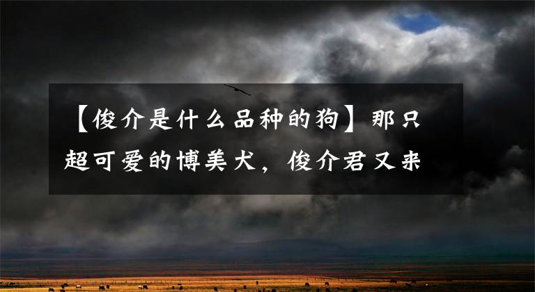 【俊介是什么品种的狗】那只超可爱的博美犬，俊介君又来了