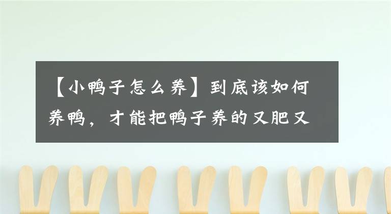 【小鸭子怎么养】到底该如何养鸭，才能把鸭子养的又肥又大？来，小经验送给你