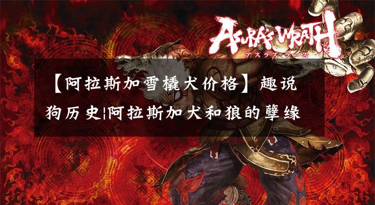 【阿拉斯加雪橇犬价格】趣说狗历史|阿拉斯加犬和狼的孽缘：本是同根生相煎何太急