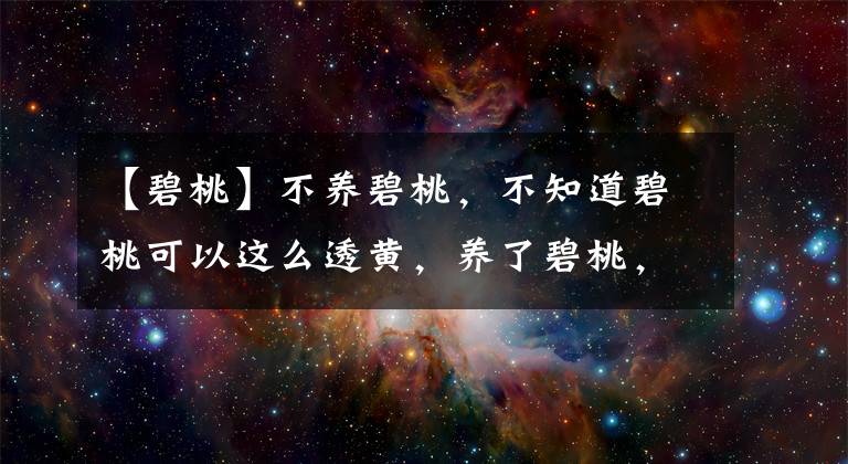 【碧桃】不养碧桃，不知道碧桃可以这么透黄，养了碧桃，才知道碧桃这么美