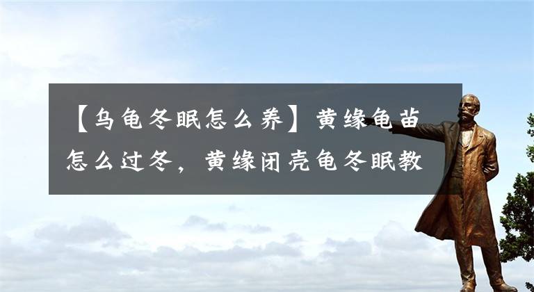 【乌龟冬眠怎么养】黄缘龟苗怎么过冬，黄缘闭壳龟冬眠教程「龟谷鳖老」
