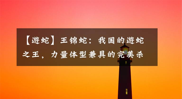【游蛇】王锦蛇：我国的游蛇之王，力量体型兼具的完美杀手