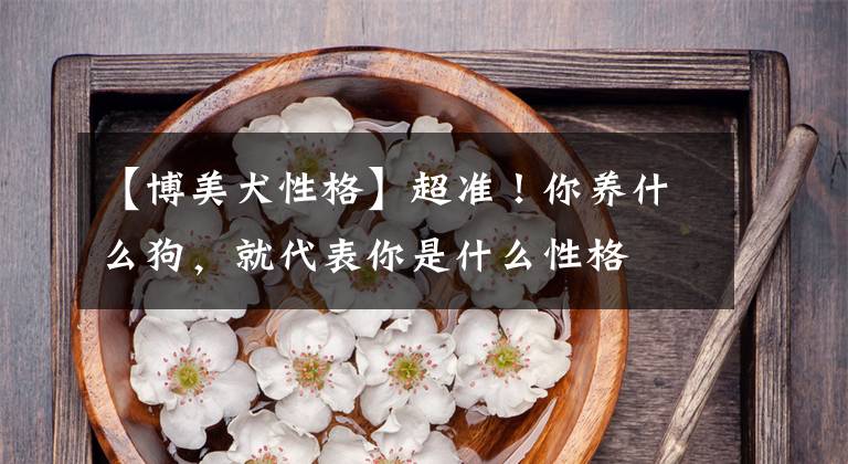 【博美犬性格】超准！你养什么狗，就代表你是什么性格