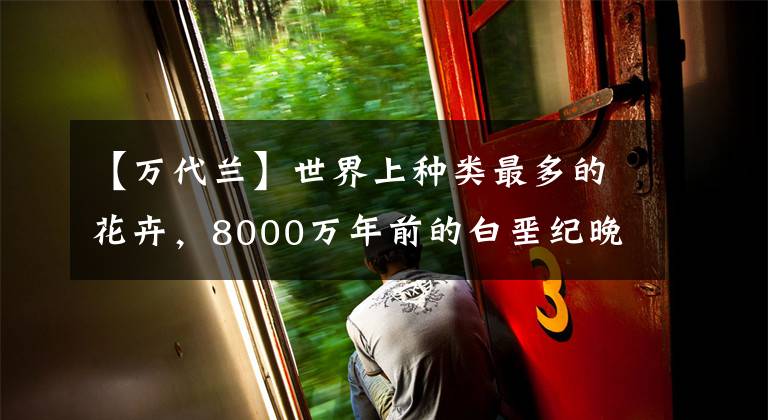 【万代兰】世界上种类最多的花卉，8000万年前的白垩纪晚期他们就存在了