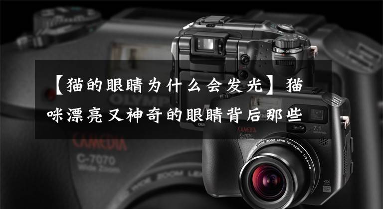 【猫的眼睛为什么会发光】猫咪漂亮又神奇的眼睛背后那些不为人知的秘密