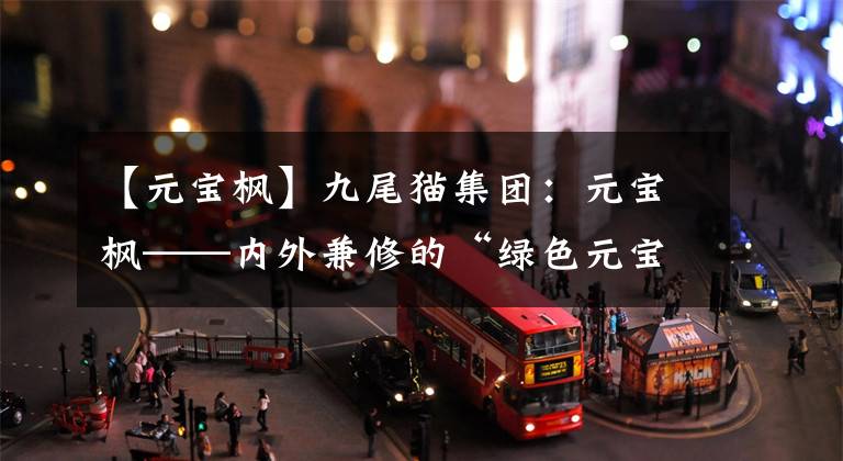 【元宝枫】九尾猫集团：元宝枫——内外兼修的“绿色元宝”
