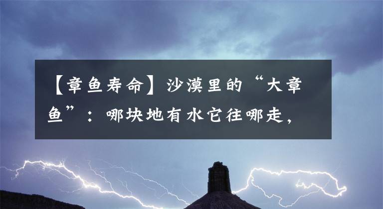 【章鱼寿命】沙漠里的“大章鱼”：哪块地有水它往哪走，寿命最长可活千年之久