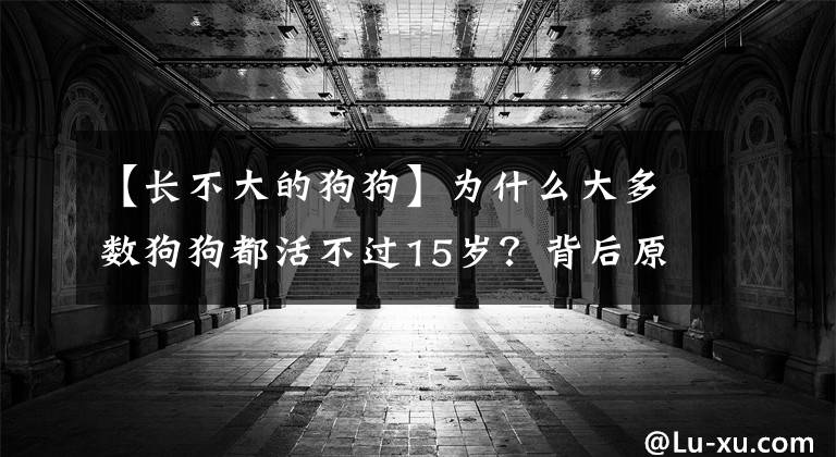 【长不大的狗狗】为什么大多数狗狗都活不过15岁？背后原因竟是这些