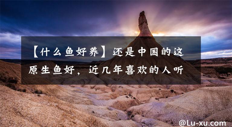 【什么鱼好养】还是中国的这原生鱼好，近几年喜欢的人听多，在鱼缸里也比较好养