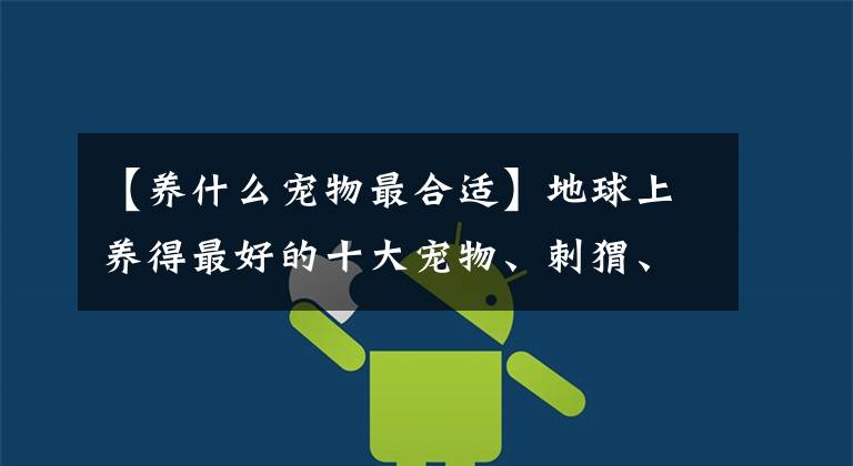 【养什么宠物最合适】地球上养得最好的十大宠物、刺猬、豚鼠榜上有名，你家养的吗？