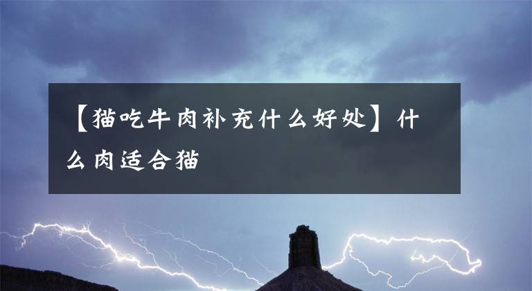 【猫吃牛肉补充什么好处】什么肉适合猫