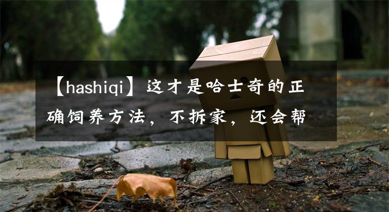 【hashiqi】这才是哈士奇的正确饲养方法，不拆家，还会帮主人干活