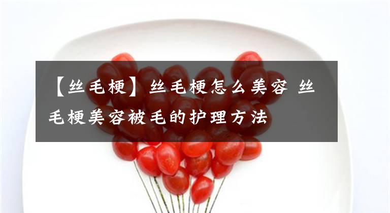 【丝毛梗】丝毛梗怎么美容 丝毛梗美容被毛的护理方法