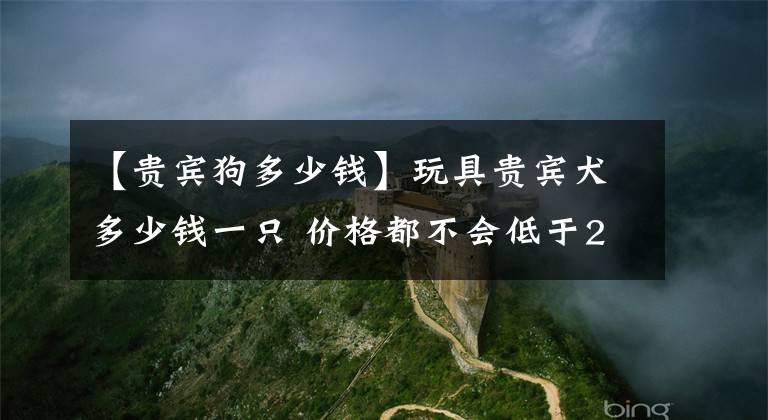 【贵宾狗多少钱】玩具贵宾犬多少钱一只 价格都不会低于2000元