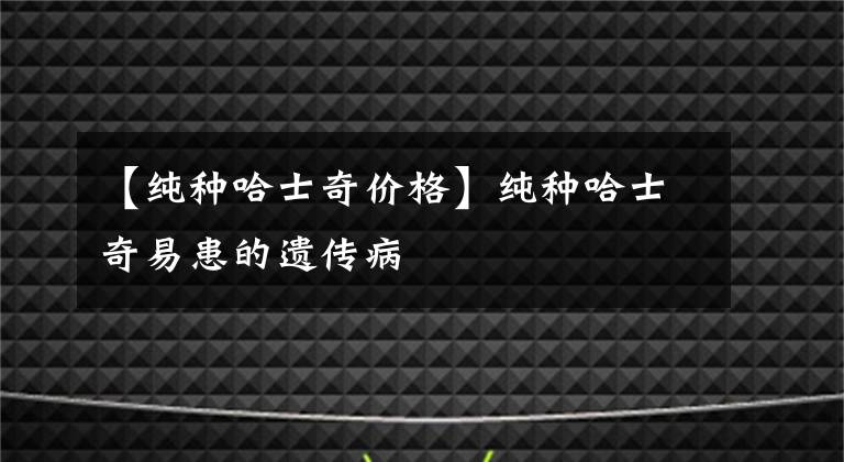 【纯种哈士奇价格】纯种哈士奇易患的遗传病