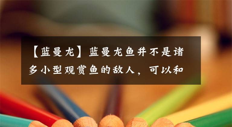 【蓝曼龙】蓝曼龙鱼并不是诸多小型观赏鱼的敌人，可以和很多鱼儿混养