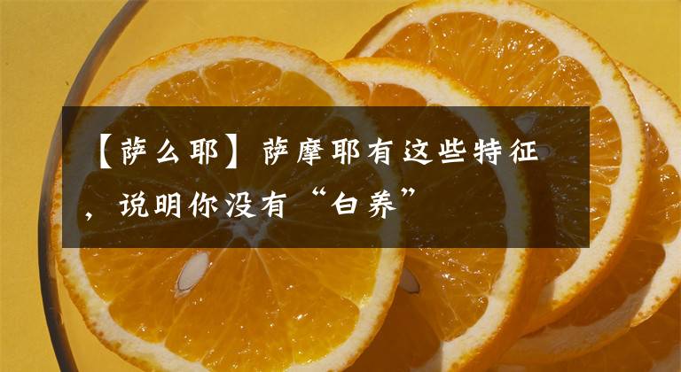【萨么耶】萨摩耶有这些特征，说明你没有“白养”
