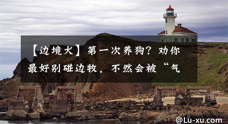 【边境犬】第一次养狗？劝你最好别碰边牧，不然会被“气哭”