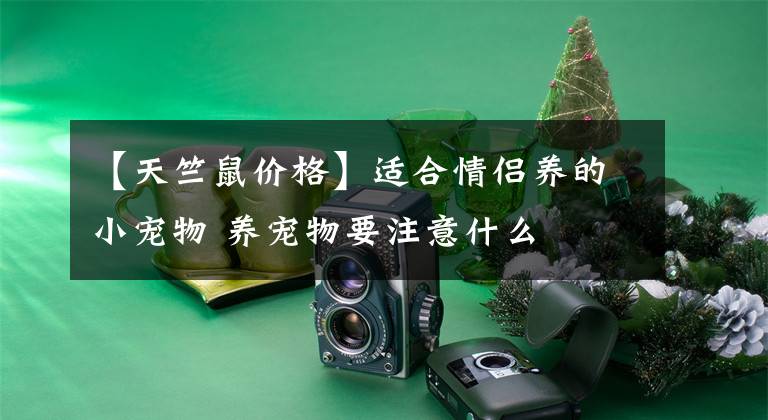 【天竺鼠价格】适合情侣养的小宠物 养宠物要注意什么