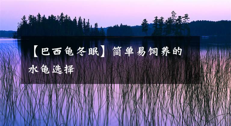 【巴西龟冬眠】简单易饲养的水龟选择