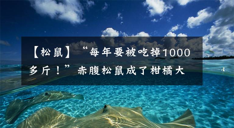 【松鼠】“每年要被吃掉1000多斤！”赤腹松鼠成了柑橘大盗，“人鼠矛盾”如何化解？