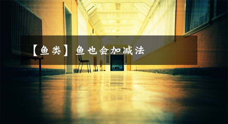 【鱼类】鱼也会加减法