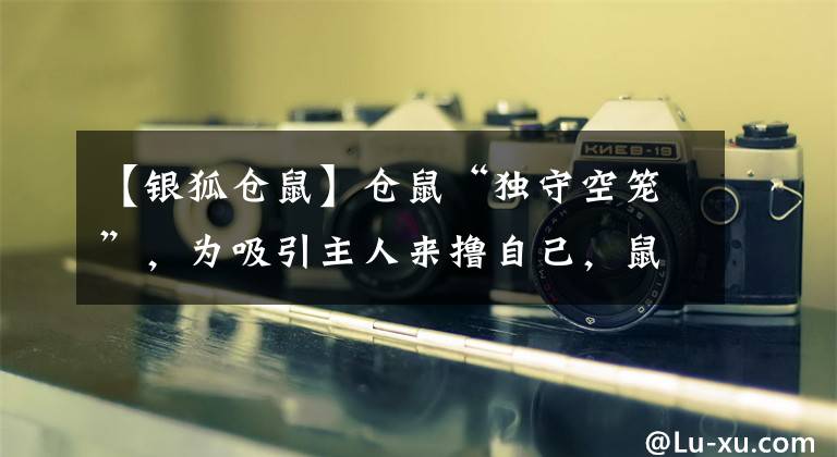 【银狐仓鼠】仓鼠“独守空笼”，为吸引主人来撸自己，鼠鼠真的很卖力