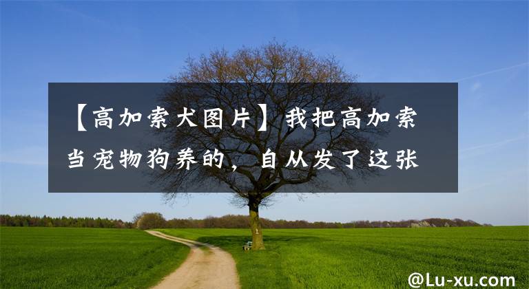 【高加索犬图片】我把高加索当宠物狗养的，自从发了这张坐姿照，都建议我不要养了