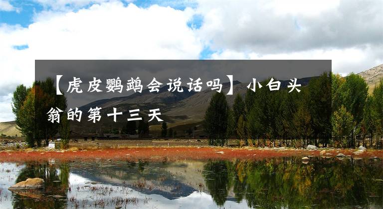 【虎皮鹦鹉会说话吗】小白头翁的第十三天