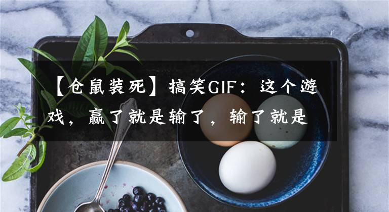 【仓鼠装死】搞笑GIF：这个游戏，赢了就是输了，输了就是赢了
