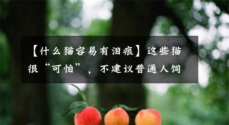 【什么猫容易有泪痕】这些猫很“可怕”，不建议普通人饲养，有你家猫吗？