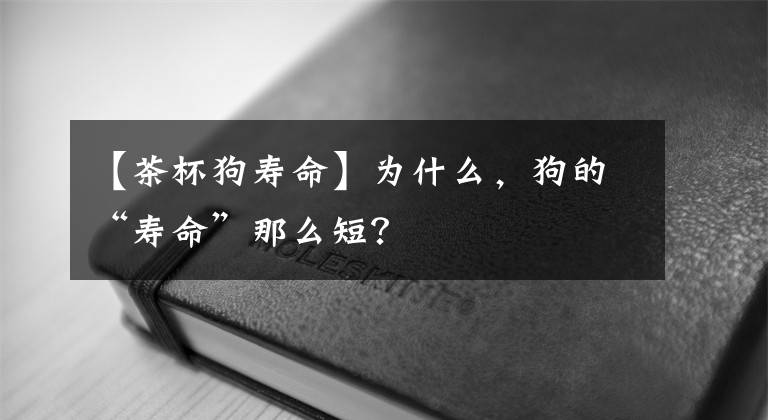 【茶杯狗寿命】为什么，狗的“寿命”那么短？
