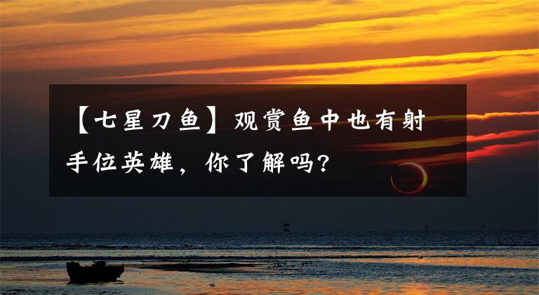 【七星刀鱼】观赏鱼中也有射手位英雄，你了解吗?