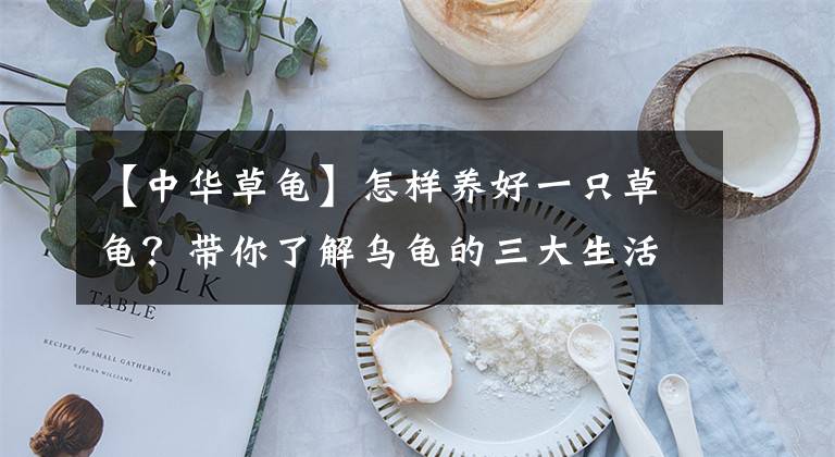 【中华草龟】怎样养好一只草龟？带你了解乌龟的三大生活习性！「龟谷鳖老」