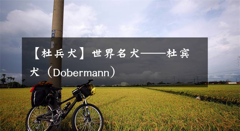 【杜兵犬】世界名犬——杜宾犬（Dobermann）