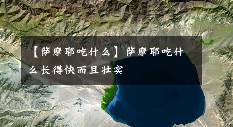 【萨摩耶吃什么】萨摩耶吃什么长得快而且壮实