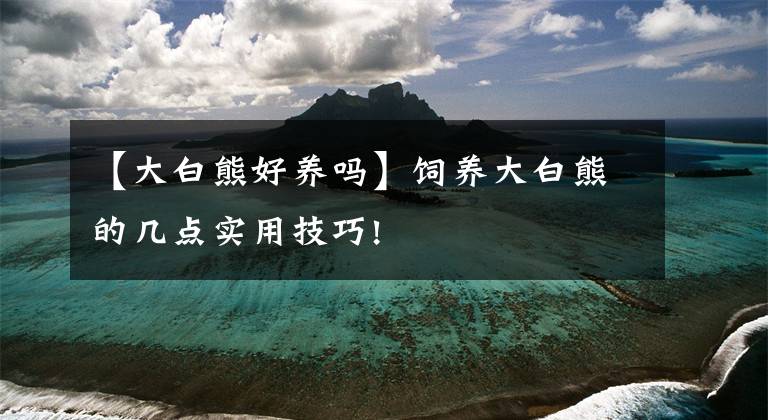 【大白熊好养吗】饲养大白熊的几点实用技巧!