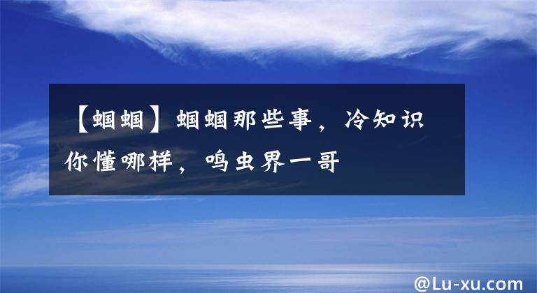 【蝈蝈】蝈蝈那些事，冷知识你懂哪样，鸣虫界一哥