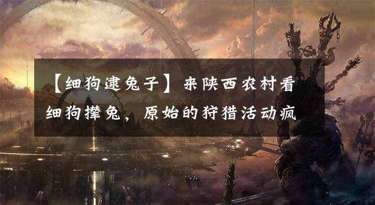 【细狗逮兔子】来陕西农村看细狗撵兔，原始的狩猎活动疯狂到窒息