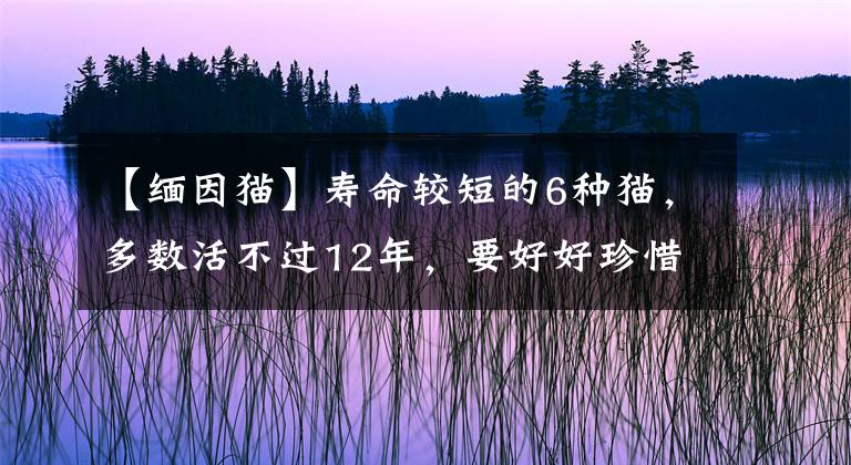 【缅因猫】寿命较短的6种猫，多数活不过12年，要好好珍惜它们