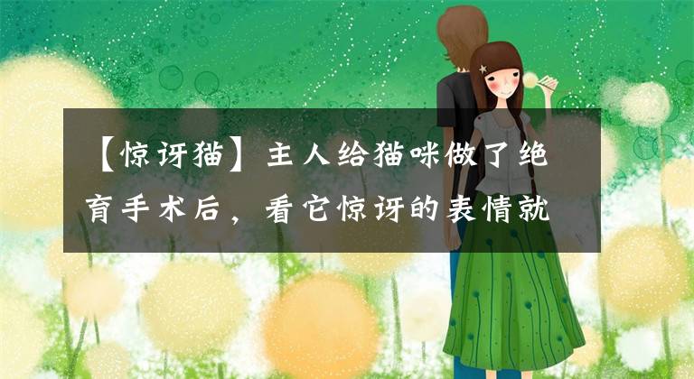 【惊讶猫】主人给猫咪做了绝育手术后，看它惊讶的表情就知道了